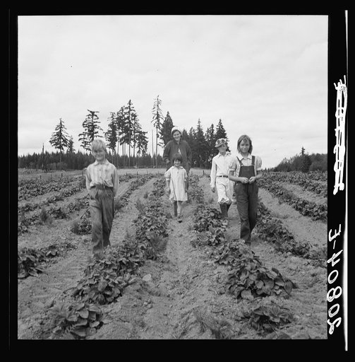Untitled photo, possibly related to: The Arnold children and mother on their newly fenced and newly cleared land. Note strawberry plants. Western Washington, Thurston County, Michigan Hill. See general caption number 36