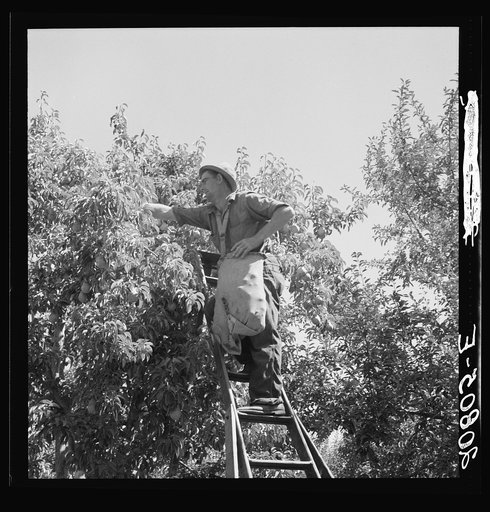 Untitled photo, possibly related to: Harvesting pears, Pleasant Hill Orchards. Washington, Yakima Valley. See general caption number 34