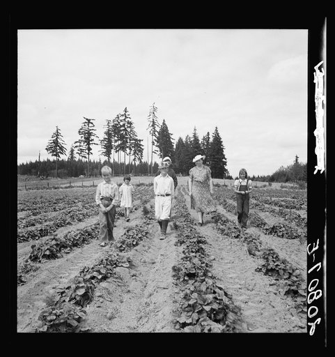 Untitled photo, possibly related to: The Arnold children and mother on their newly fenced and newly cleared land. Note strawberry plants. Western Washington, Thurston County, Michigan Hill. See general caption number 36
