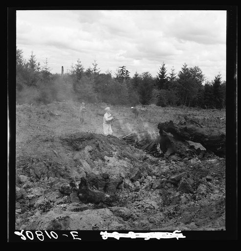 After bulldozer has taken out and piled the heavy stumps, the family gathers the debris, roots and chunks from the field to the stump pile for burning. Negative made in rain. Western Washington, Thurston County, Michigan Hill. See general caption number 36