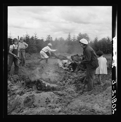 After bulldozer has taken out and piled the heavy stumps, the family gathers the debris, roots and chunks from the field to the stump pile for burning. Negative made in rain. Western Washington, Thurston County, Michigan Hill. See general caption number 36