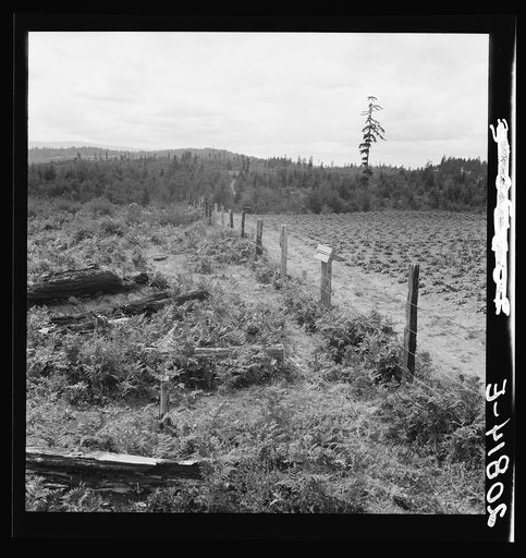 Shows land which Arnold family has cleared and planted in strawberries, fence which they have built, uncleared land adjoining. Western Washington, Thurston County, Michigan Hill. See general caption number 36