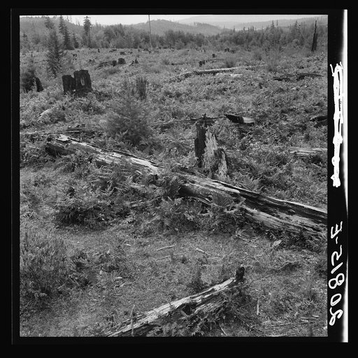 Land on the Arnold farm which they hope to clear next year. Western Washington, Thurston County, Michigan Hill. See general caption number 36