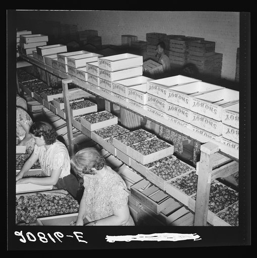 Untitled photo, possibly related to: Packing fresh prunes at night on Produce Row during busy season, wages two cents per box. Washington, Yakima