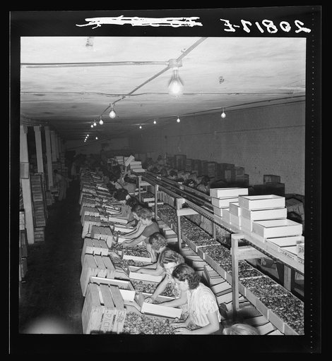 Untitled photo, possibly related to: Packing fresh prunes at night on Produce Row during busy season, wages two cents per box. Washington, Yakima