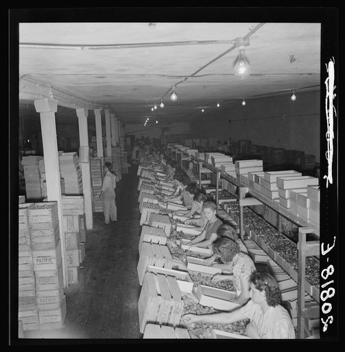 Untitled photo, possibly related to: Packing fresh prunes at night on Produce Row during busy season, wages two cents per box. Washington, Yakima
