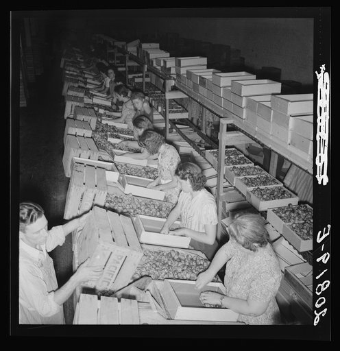 Untitled photo, possibly related to: Packing fresh prunes at night on Produce Row during busy season, wages two cents per box. Washington, Yakima