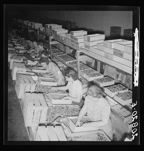 Packing fresh prunes at night on Produce Row during busy season, wages two cents per box. Washington, Yakima