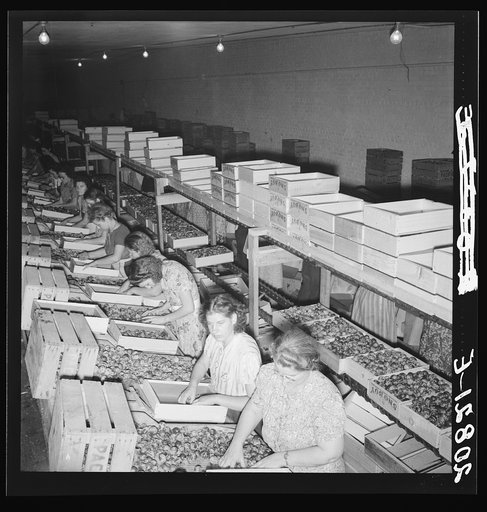 Untitled photo, possibly related to: Packing fresh prunes at night on Produce Row during busy season, wages two cents per box. Washington, Yakima