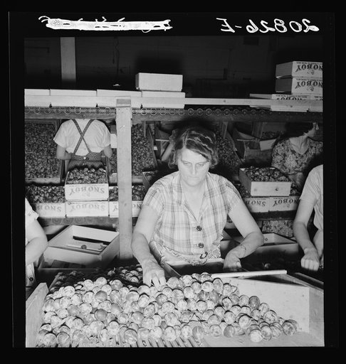 Packing fresh prunes at night in packinghouse during busy season. Wages, two cents per box. "It's a long winter here--I have to." Washington, Yakima