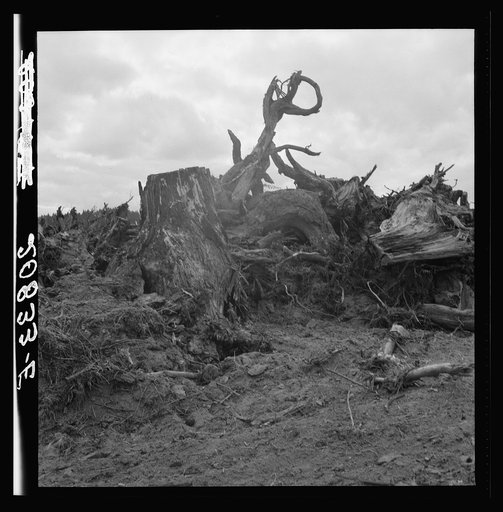 Close-up of stump pile before burning. Western Washington, Thurston County, Michigan Hill. See general caption number 35