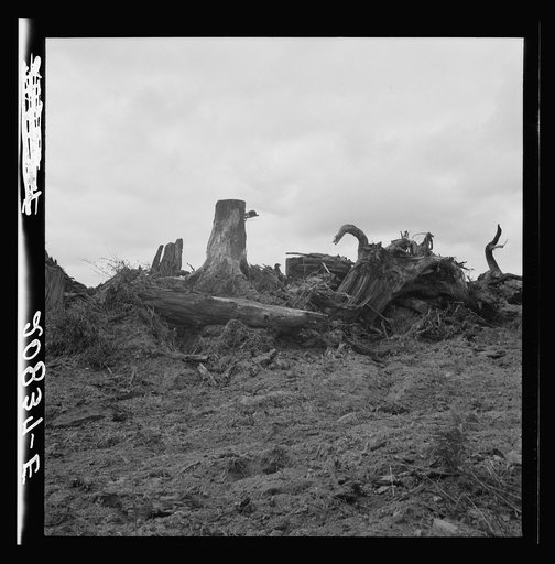 Untitled photo, possibly related to: Close-up of stump pile before burning. Western Washington, Thurston County, Michigan Hill. See general caption number 36