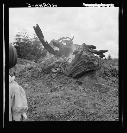 Untitled photo, possibly related to: Close-up of stump pile before burning. Western Washington, Thurston County, Michigan Hill. See general caption number 36