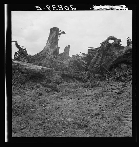 Close-up of stump pile before burning. Western Washington, Thurston County, Michigan Hill. See general caption number 36