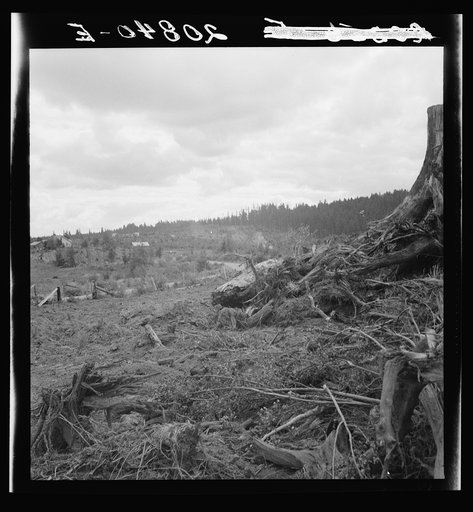 View on Michigan Hill and road of Arnold farm seen from stump pile. Western Washington, Thurston County, Michigan Hill. See general caption number 36
