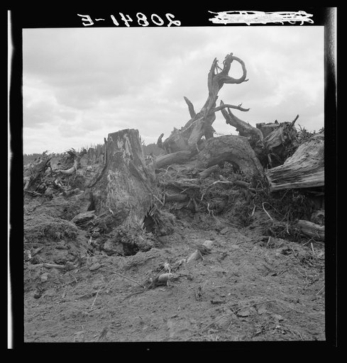 Untitled photo, possibly related to: Close-up of stump pile before burning. Western Washington, Thurston County, Michigan Hill. See general caption number 36