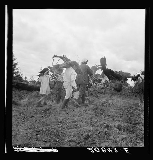 After the bulldozer has taken out and piled the heavy stumps, the family gathers the debris, roots and chunks from the field to the stump pile for burning. Negative made in rain. Western Washington, Thurston County, Michigan Hill. See general caption number 36