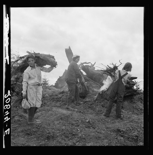 After the bulldozer has taken out and piled the heavy stumps, the family gathers the debris, roots and chunks from the field to the stump pile for burning. Negative made in rain. Western Washington, Thurston County, Michigan Hill. See general caption number 36