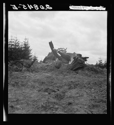 Burning stumps on the Arnold farm after the bulldozer has mown them down. Western Washington, Thurston County, Michigan Hill. See general caption number 36