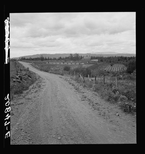 Another cut-over farm located across the road from Kytta place. Note land planted in strawberries. Western Washington, Thurston County, Michigan Hill. See general caption number 36