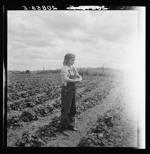 Approaching Kytta farm, shows house in background and part of field newly cleared by bulldozer. To date, they have cleared eight acres. Western Washington, Thurston County, Michigan Hill. See general caption number 35