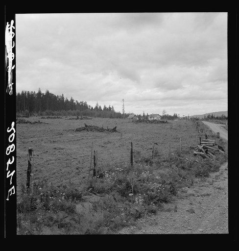 Untitled photo, possibly related to: Another cut-over farm located across the road from Kytta place. Note land planted in strawberries. Western Washington, Thurston County, Michigan Hill. See general caption number 36