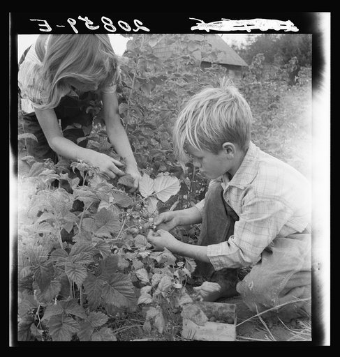 Untitled photo, possibly related to: Arnold children picking raspberries in the new berry patch. Western Washington, Thurston County, Michigan Hill. See general caption number 36