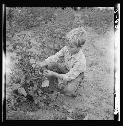 Untitled photo, possibly related to: Arnold children picking raspberries in the new berry patch. Western Washington, Thurston County, Michigan Hill. See general caption number 36