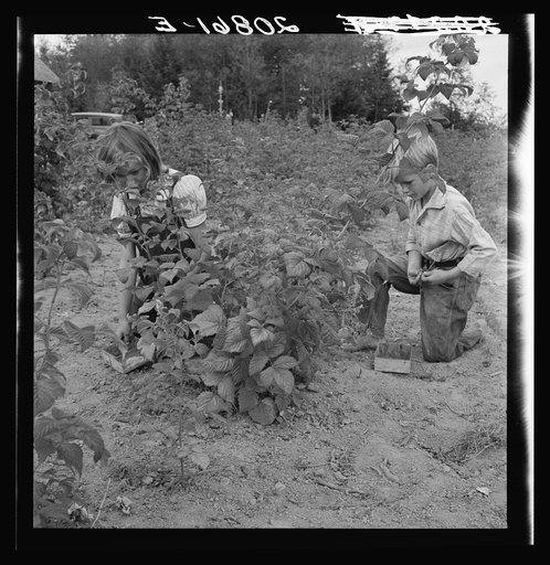 Arnold children picking raspberries in the new berry patch. Western Washington, Thurston County, Michigan Hill. See general caption number 36