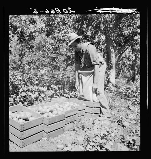 Untitled photo, possibly related to: Dumping full sack of picked pears to lug box, which will be trucked to the packinghouse. Note design of picking sack which opens from bottom. Washington, Yakima Valley. See general caption number 34