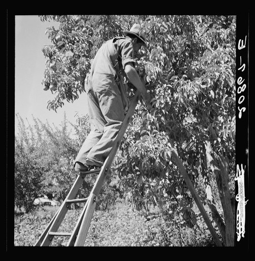 Untitled photo, possibly related to: Picking pears. Pleasant Hill Orchard. Washington, Yakima Valley. See general caption number 34