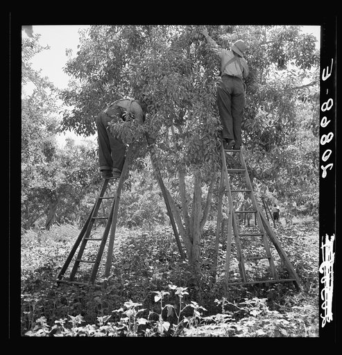 Picking pears. Pleasant Hill Orchard. Washington, Yakima Valley. See general caption number 34