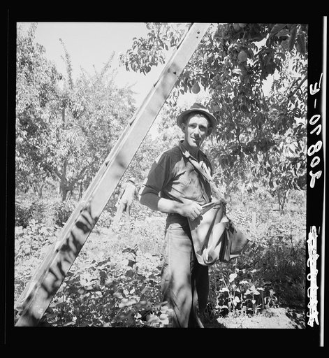 Untitled photo, possibly related to: Picking pears. Pleasant Hill Orchard. Washington, Yakima Valley. See general caption number 34