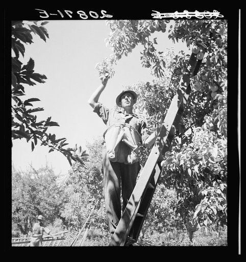 Untitled photo, possibly related to: Picking pears. Pleasant Hill Orchard. Washington, Yakima Valley. See general caption number 34