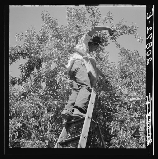 Harvesting pears requires agility and balance. Washington, Yakima Valley. See general caption number 34