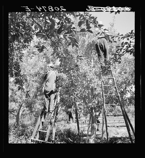 Picking pears. Pleasant Hill Orchards. Washington, Yakima Valley. See general caption number 34