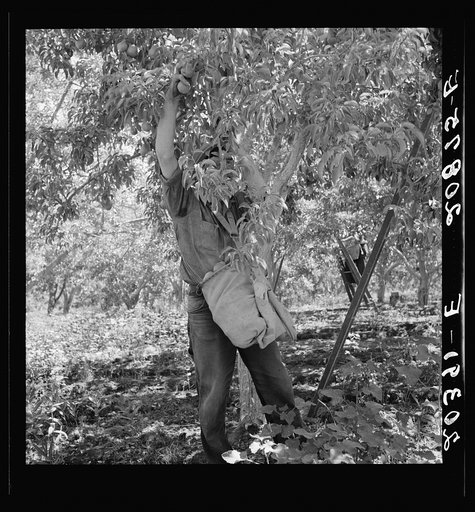 Picking pears. Pleasant Hill Orchards. Washington, Yakima Valley. See general caption number 34