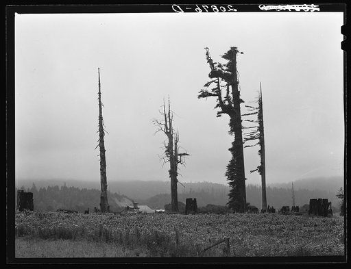 Redwood trees and stumps on redwood highway. An active mill town of the Pacific Lumber Company is located at Scotia. California, Humboldt County