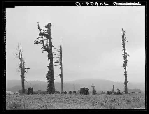 Untitled photo, possibly related to: Redwood trees and stumps on redwood highway. An active mill town of the Pacific Lumber Company is located at Scotia. California, Humboldt County