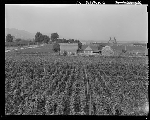 Untitled photo, possibly related to: Hop yard on ranch of M. Rivard in French-Canadian colony, three weeks before picking. Yakima Valley, Moxee Valley district, Washington