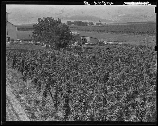 Untitled photo, possibly related to: Hop yard on ranch of M. Rivard in French-Canadian colony, three weeks before picking. Yakima Valley, Moxee Valley district, Washington