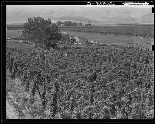 Hop yard on ranch of M. Rivard in French-Canadian colony, three weeks before picking. Yakima Valley, Moxee Valley district, Washington