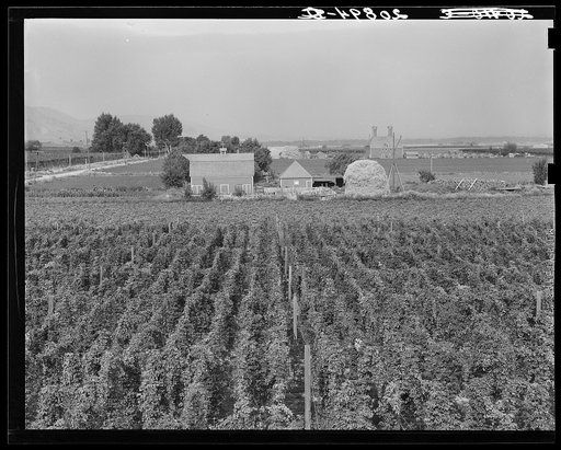Untitled photo, possibly related to: Hop yard on ranch of M. Rivard in French-Canadian colony, three weeks before picking. Yakima Valley, Moxee Valley district, Washington