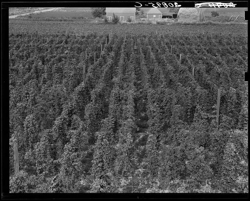 Hop yard on ranch of M. Rivard in French-Canadian colony, three weeks before picking. Yakima Valley, Moxee Valley district, Washington