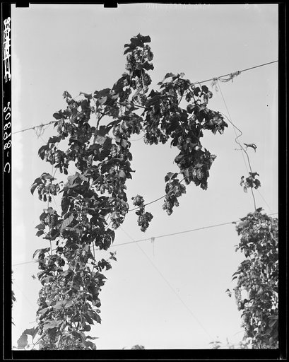 Hop vine at picking time. Near Independence, Polk County, Oregon. See general caption number 45