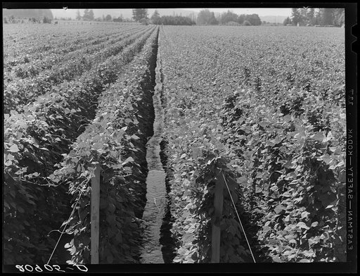 Untitled photo, possibly related to: Hop yard on ranch of M. Rivard in French-Canadian colony, three weeks before picking. Yakima Valley, Moxee Valley district, Washington