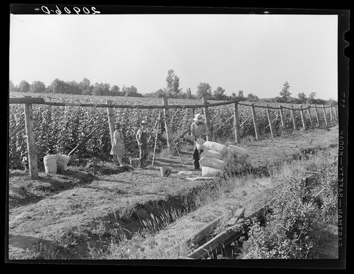 Untitled photo, possibly related to: Weighting scales at edge of bean field. Near West Stayton, Marion County, Oregon. General caption number 46