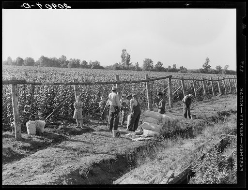 Weighting scales at edge of bean field. Near West Stayton, Marion County, Oregon. General caption number 46