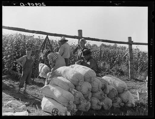 Beanfield. Weigh scales, pickers, and sacked beans at edge of field. Near West Stayton, Marion County, Oregon. General caption number 46