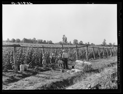 Weighing scales at edge of beanfield. Near West Stayton, Marion County, Oregon. General caption number 46